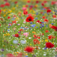 Buy canvas prints of  Wild flower field with Poppies by Simon Johnson