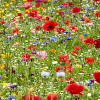 Buy canvas prints of wild flowers with poppies by Simon Johnson