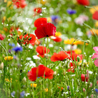 Buy canvas prints of meadow flowers with poppies by Simon Johnson