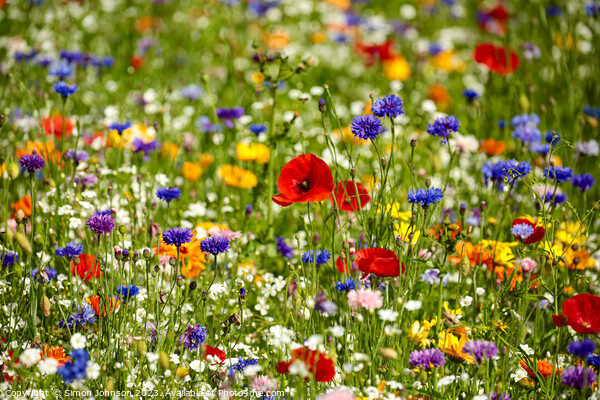 wild flower meadow Picture Board by Simon Johnson