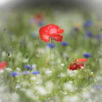 Buy canvas prints of  Poppy flower with soft focus by Simon Johnson