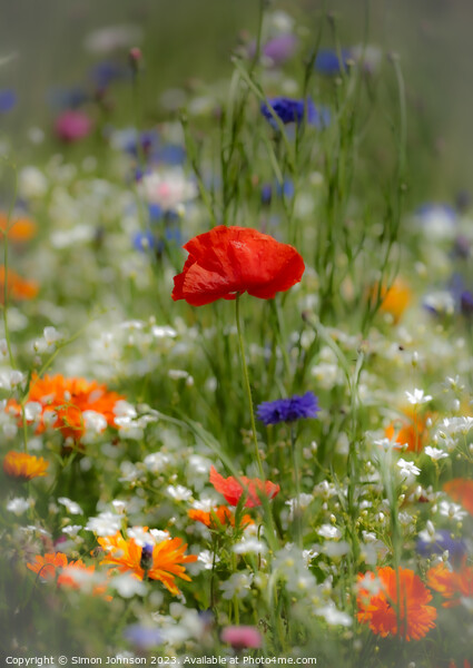 Vibrant Corn Poppy Close-Up with soft focus Picture Board by Simon Johnson