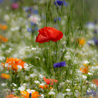 Buy canvas prints of Vibrant Corn Poppy Close-Up with soft focus by Simon Johnson
