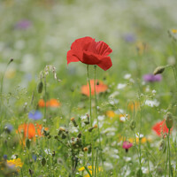 Buy canvas prints of Enchanting Wildflower Close-Up by Simon Johnson
