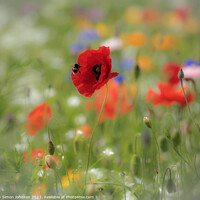 Buy canvas prints of A close up of a flower by Simon Johnson