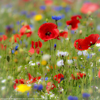 Buy canvas prints of poppy with soft focus by Simon Johnson