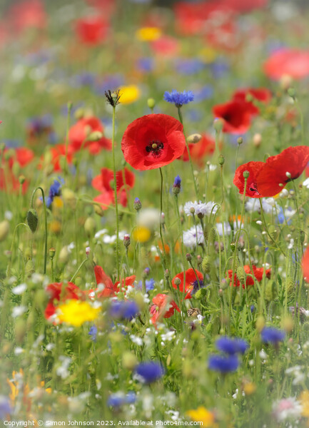  poppy and meadow flowers Picture Board by Simon Johnson