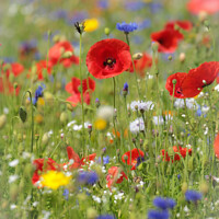 Buy canvas prints of  poppy and meadow flowers by Simon Johnson