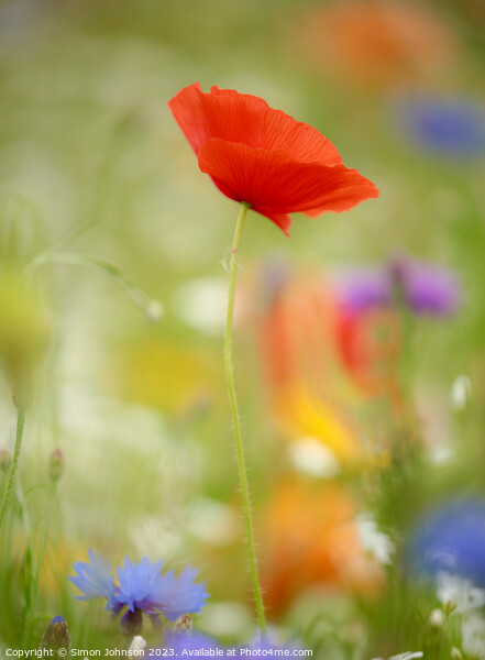 poppy flower with soft focus Picture Board by Simon Johnson