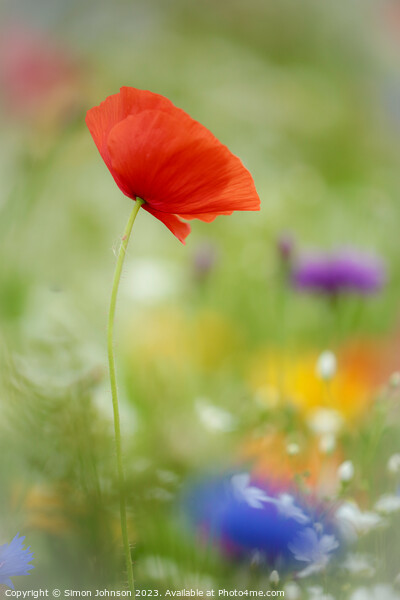 Poppy Flower  with soft focus Picture Board by Simon Johnson