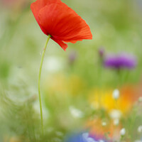 Buy canvas prints of Poppy Flower  with soft focus by Simon Johnson
