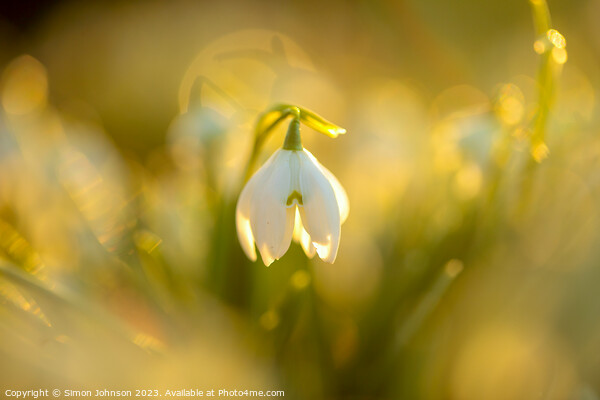 Snowdrop flower soft focusf Picture Board by Simon Johnson