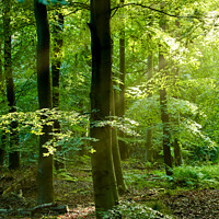 Buy canvas prints of Psunlit woodland by Simon Johnson