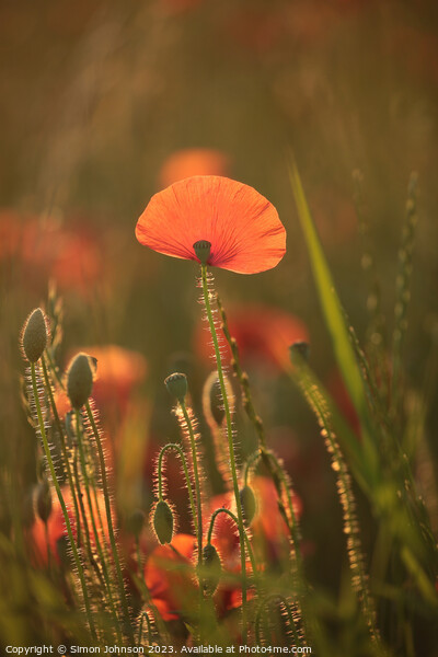 sunlit Poppy Picture Board by Simon Johnson