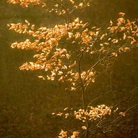 Buy canvas prints of sunlit autumnal leaves by Simon Johnson
