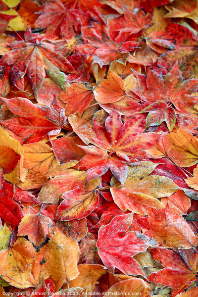  Frosted autumnal; leaves Picture Board by Simon Johnson
