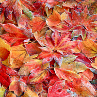 Buy canvas prints of  Frosted autumnal; leaves by Simon Johnson