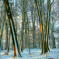 Buy canvas prints of  frosted trees by Simon Johnson