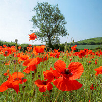 Buy canvas prints of  Tree and Poppies by Simon Johnson