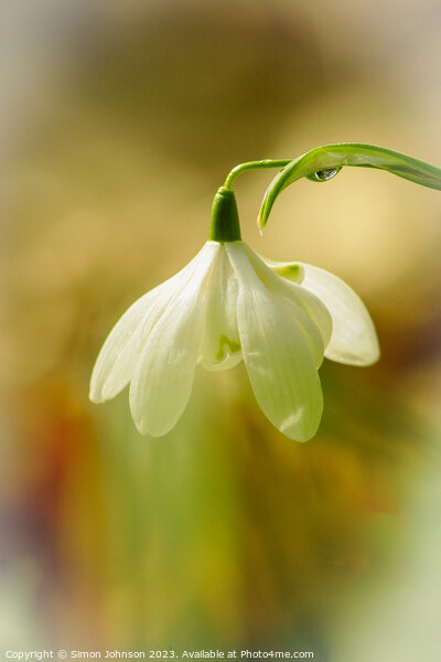  snowdrop flower Picture Board by Simon Johnson