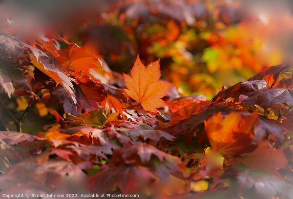 sunlit acer leaf Picture Board by Simon Johnson
