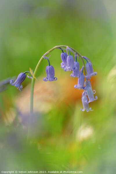 bluebell flower Picture Board by Simon Johnson