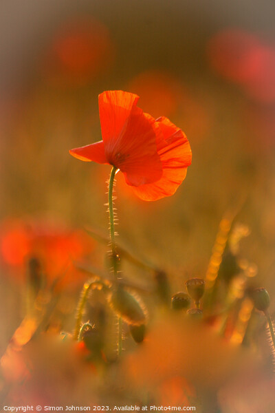 A close up of a poppy flower Picture Board by Simon Johnson