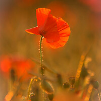Buy canvas prints of A close up of a poppy flower by Simon Johnson