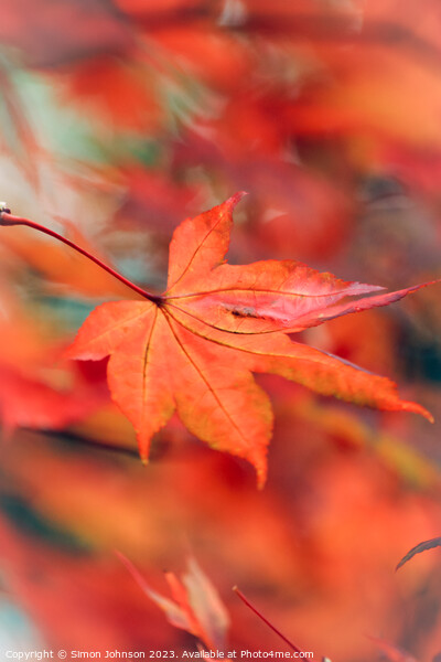 Autumn acer leaf Picture Board by Simon Johnson