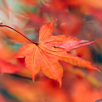 Buy canvas prints of Autumn acer leaf by Simon Johnson