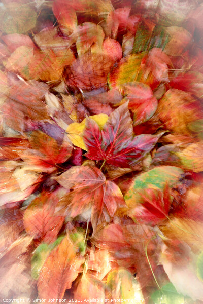 autumn leaves Picture Board by Simon Johnson