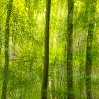 Buy canvas prints of Woodland multiple exposure by Simon Johnson