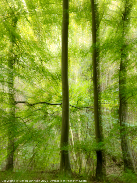   woodland multiple exposure Picture Board by Simon Johnson