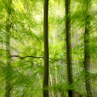 Buy canvas prints of   woodland multiple exposure by Simon Johnson