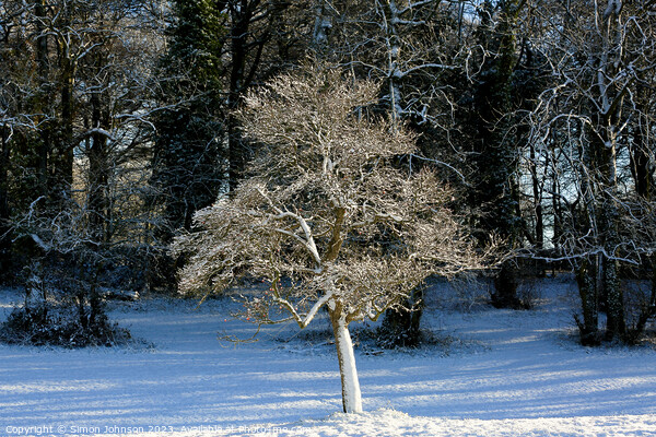  frosted  tree Picture Board by Simon Johnson