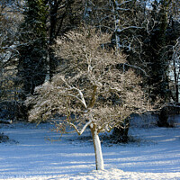 Buy canvas prints of  frosted  tree by Simon Johnson