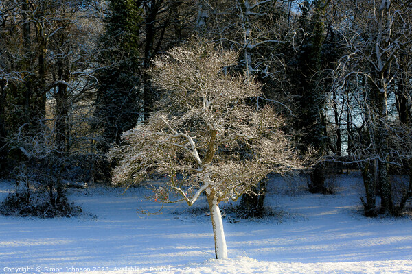 A tree with snow on the ground Picture Board by Simon Johnson