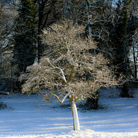 Buy canvas prints of A tree with snow on the ground by Simon Johnson