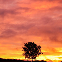 Buy canvas prints of Tree Silhouette at sunrise  by Simon Johnson