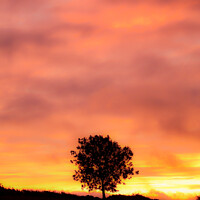 Buy canvas prints of Tree Silhouette at sunrise with soft focus by Simon Johnson