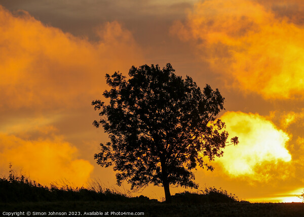 Tree Silhouette at sunrise  Picture Board by Simon Johnson