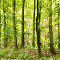 Buy canvas prints of woodland with intentional camera Movement by Simon Johnson