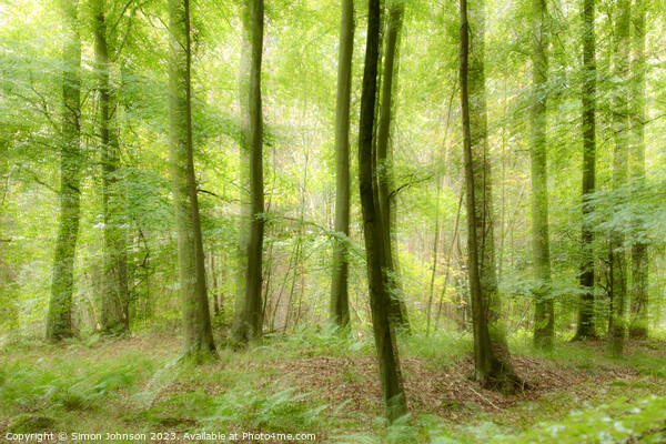 woodland with ICM and soft focus Picture Board by Simon Johnson