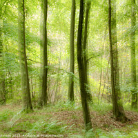 Buy canvas prints of woodland with ICM and soft focus by Simon Johnson