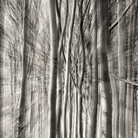 Buy canvas prints of  woodland monochrome  by Simon Johnson