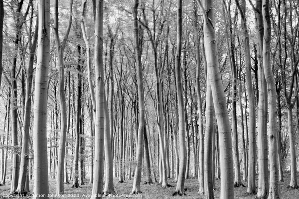 woodland in monochrome Picture Board by Simon Johnson