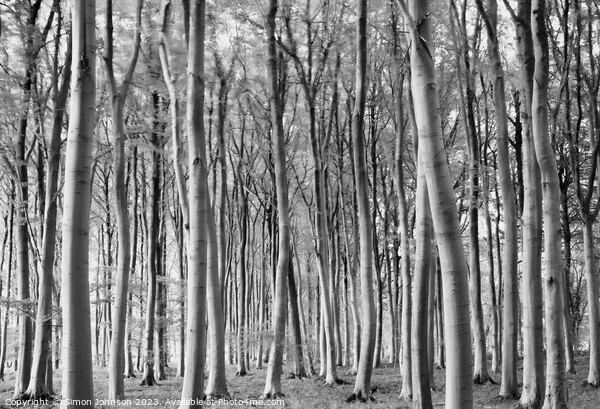 woodland in monochrome Picture Board by Simon Johnson