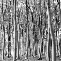 Buy canvas prints of woodland in monochrome by Simon Johnson