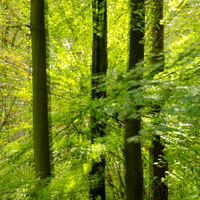 Buy canvas prints of sunlit woodland and leaves by Simon Johnson