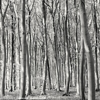 Buy canvas prints of woodland architecture by Simon Johnson